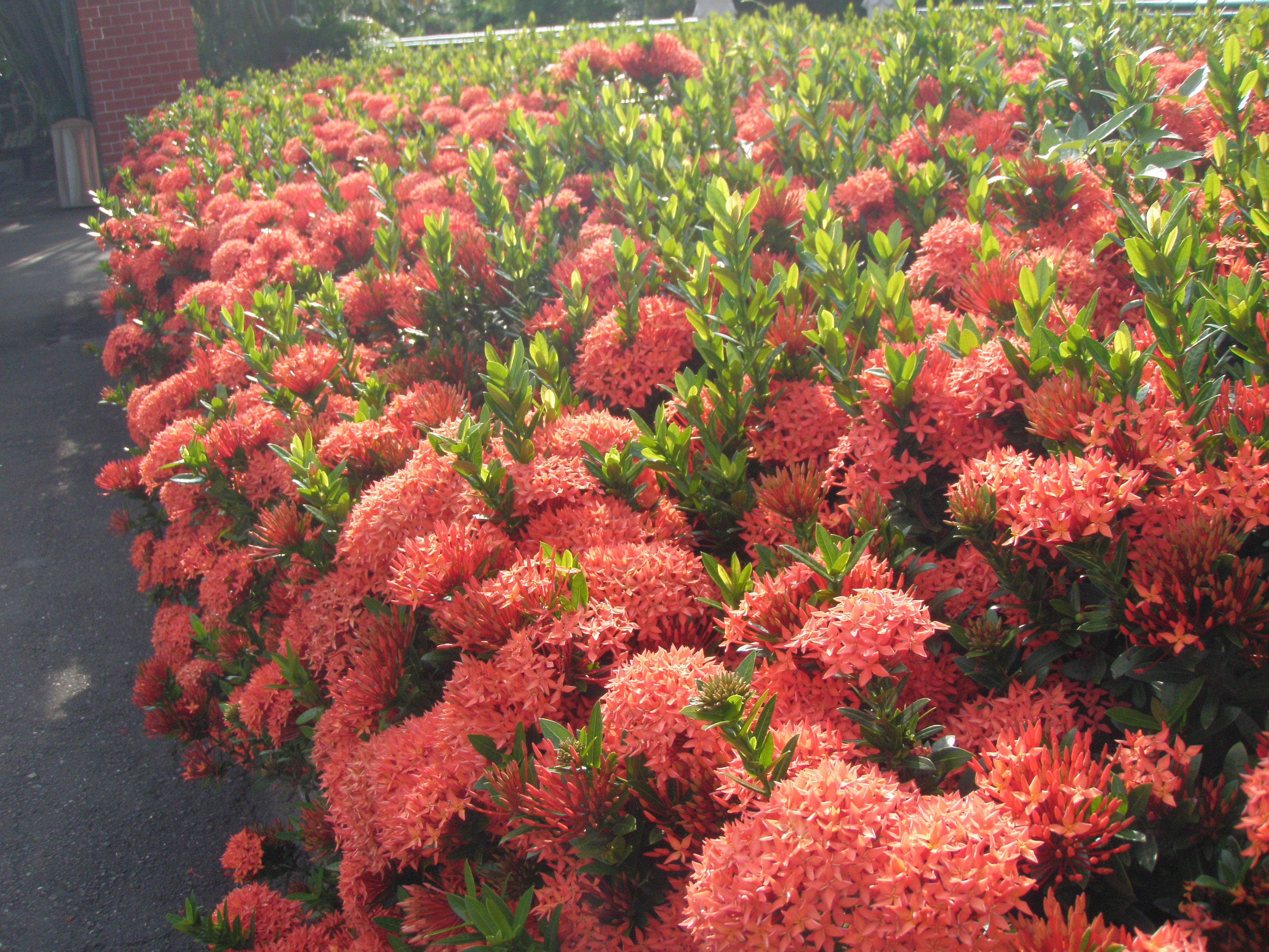 Chiang Kai-shek Shilin Residence garden flowes